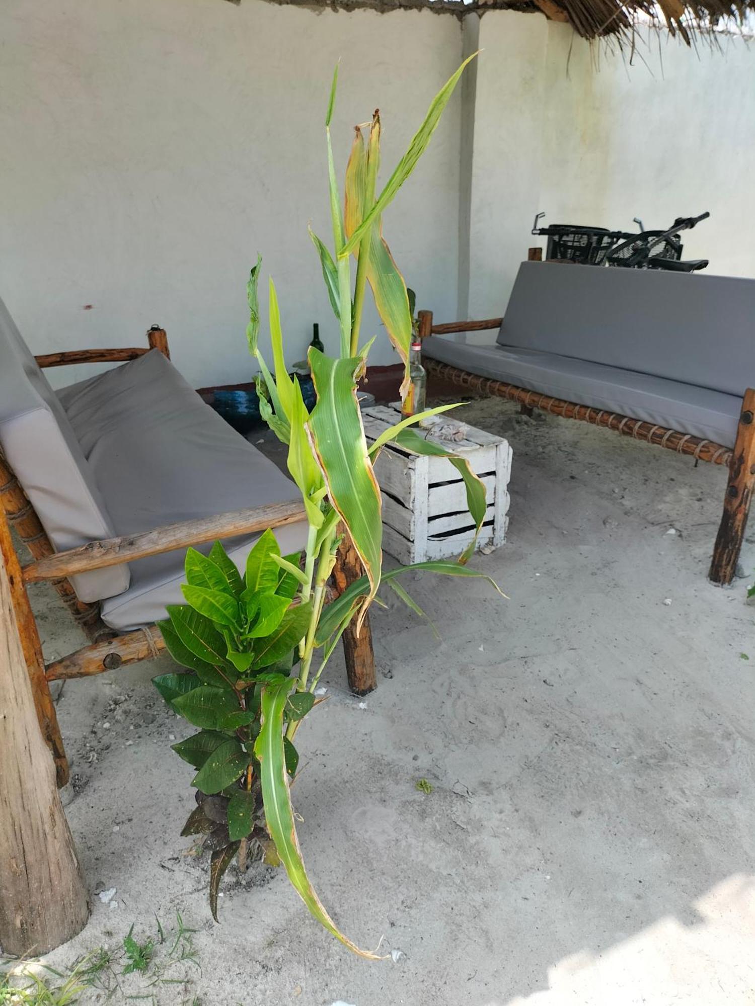 Mambo Leo Hostel Paje Extérieur photo